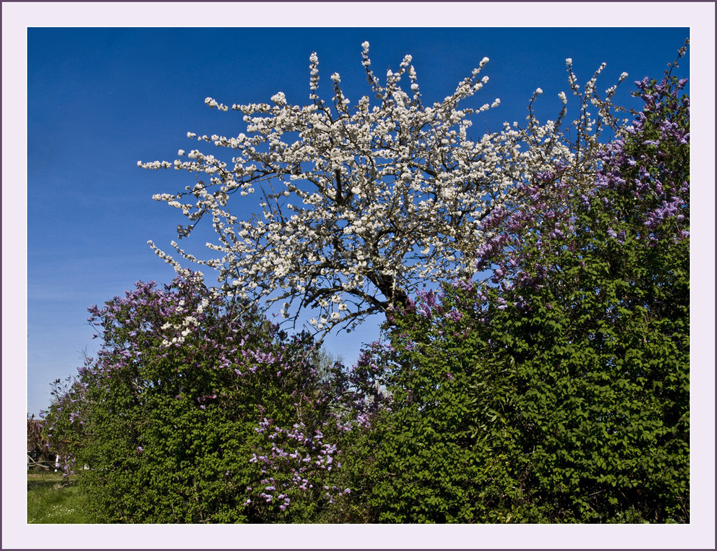  Il y a du printemps dans l’air… !