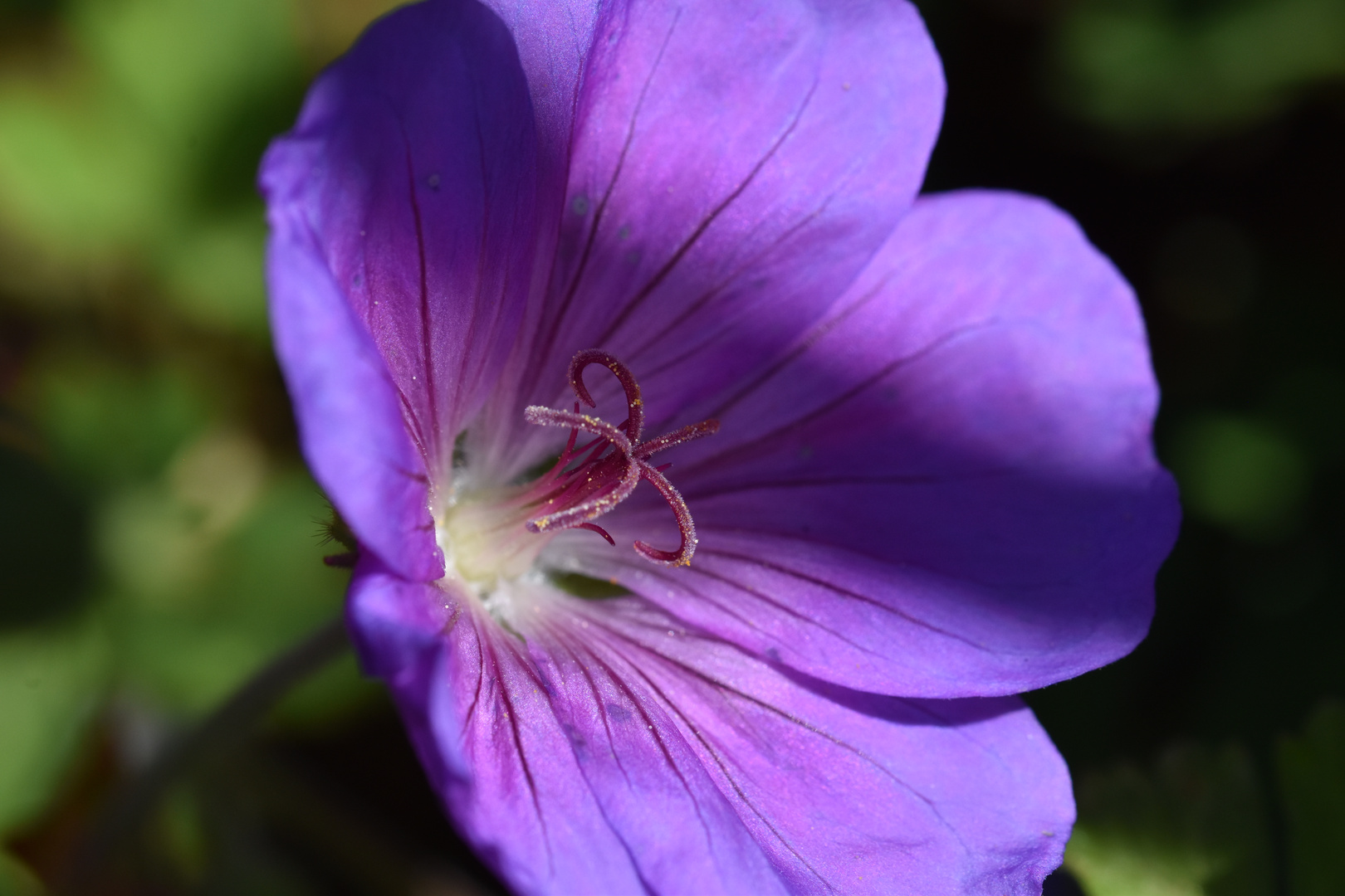 il y a encore des fleurs !