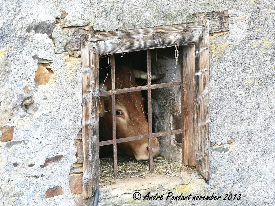 Il y a eu la vache (Marguerite) et le prisonnier. Maintenant Marguerite en captivité.