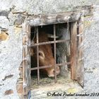 Il y a eu la vache (Marguerite) et le prisonnier. Maintenant Marguerite en captivité.