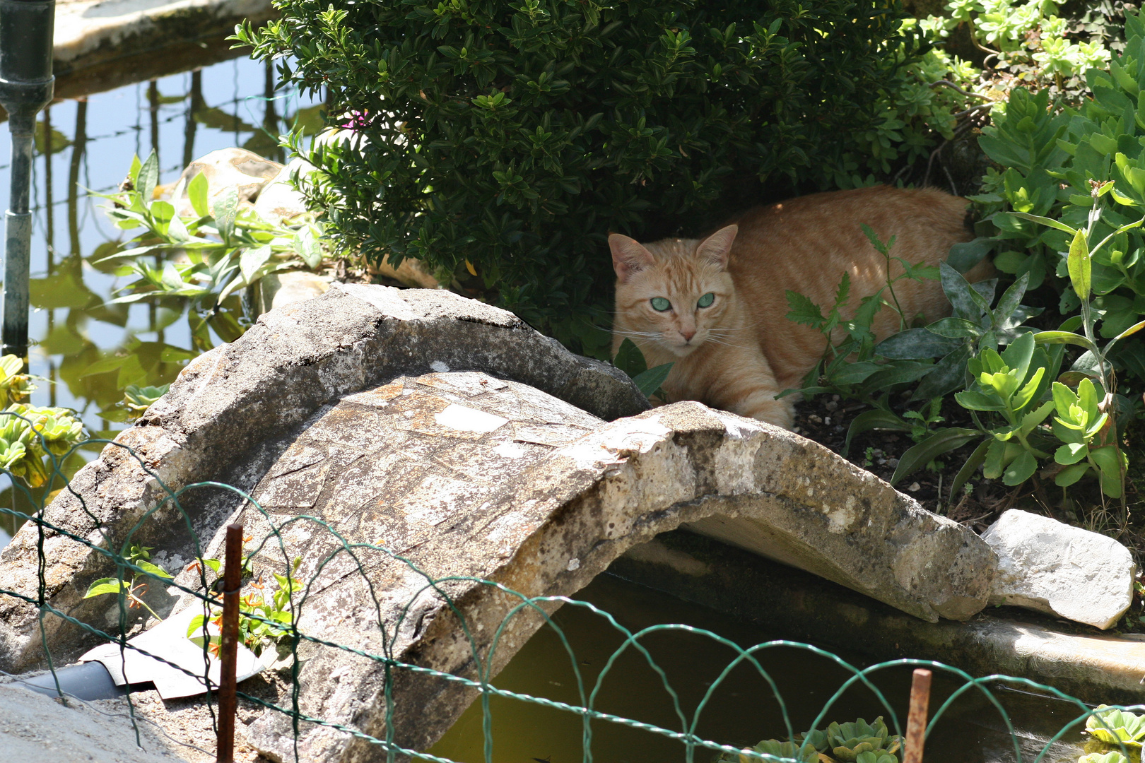 il y a le pont-il ya le chat -mais c' est le pont qui fait la vedette !et le pont c'est le mien