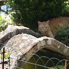 il y a le pont-il ya le chat -mais c' est le pont qui fait la vedette !et le pont c'est le mien