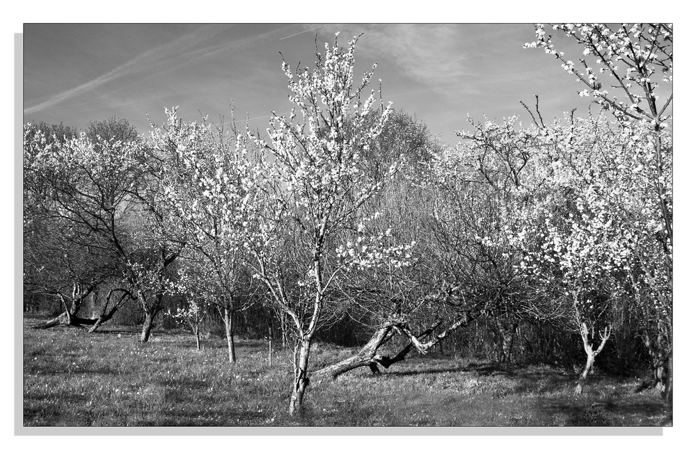 Il y eut un printemps .