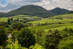 Ilbesheimer Weinberge