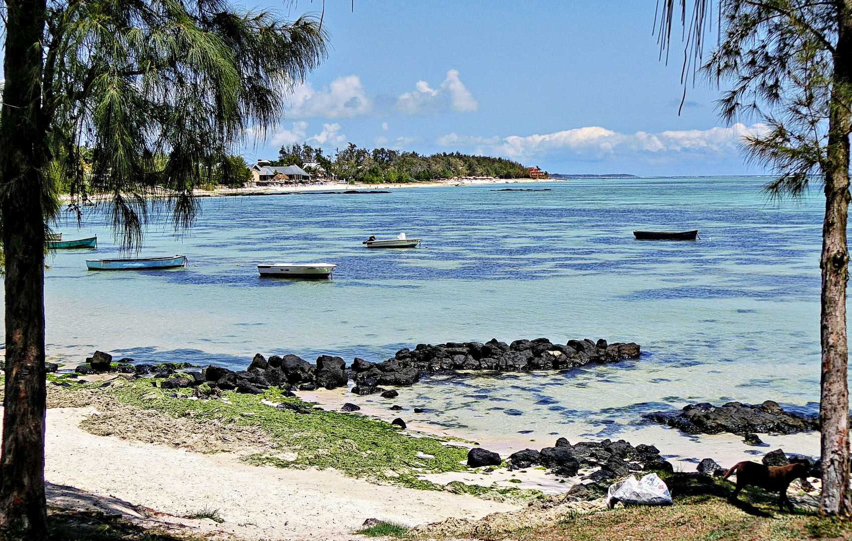 Ile aux cerfs (2)