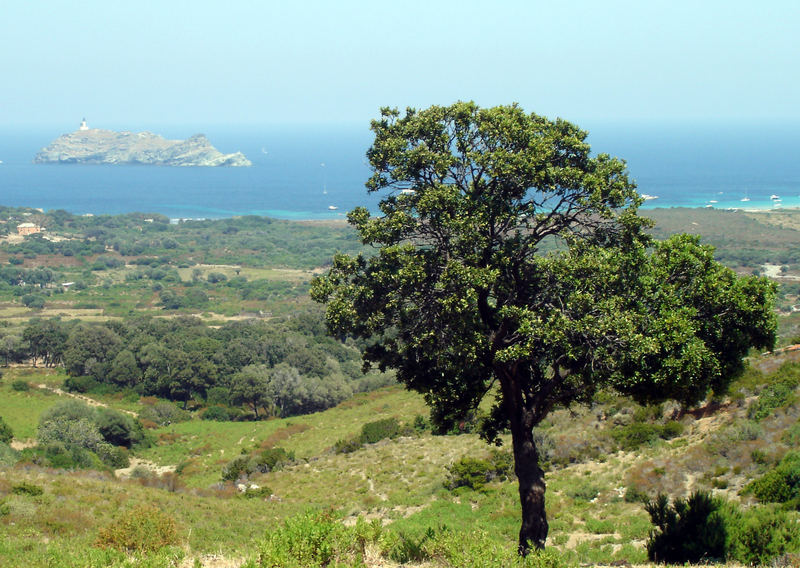 Ile de la Giraglia