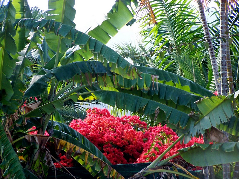 Ile de la Réunion - été 2019