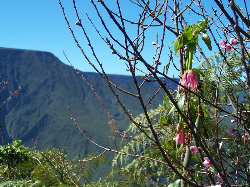 Ile de la Réunion - la Plaine des Cafres