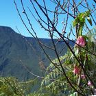 Ile de la Réunion - la Plaine des Cafres