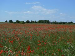 Ile de Ré - Champs de coquelicots