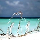 Ile déserte aux Maldives