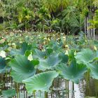 Ile Maurice - Les fleurs de lotus et les palmistes