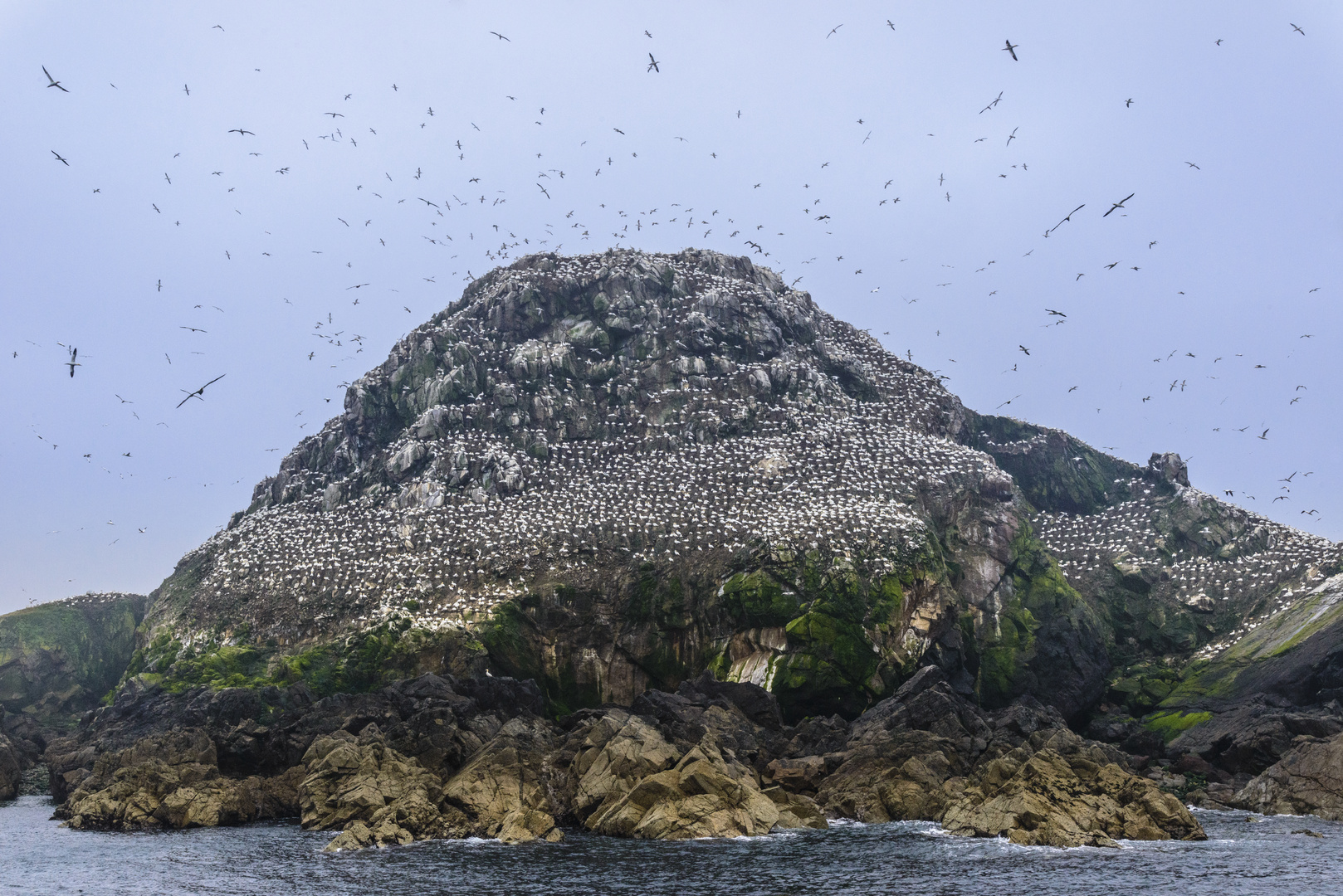 Ile Rouzic, Côtesd'Armor, Bretagne, France Foto & Bild frühling