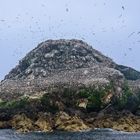 Ile Rouzic, Côtes-d'Armor, Bretagne, France