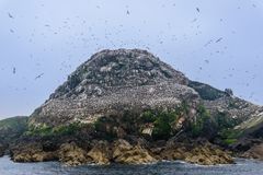 Ile Rouzic, Côtes-d'Armor, Bretagne, France