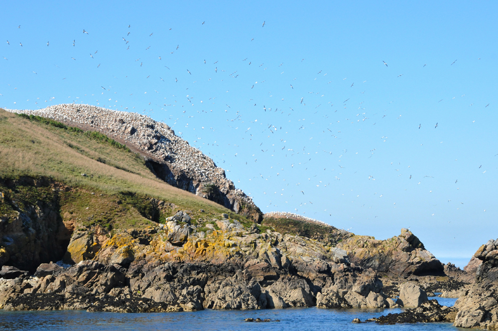 Ile Rouzic... la plus à l'est des Sept iles