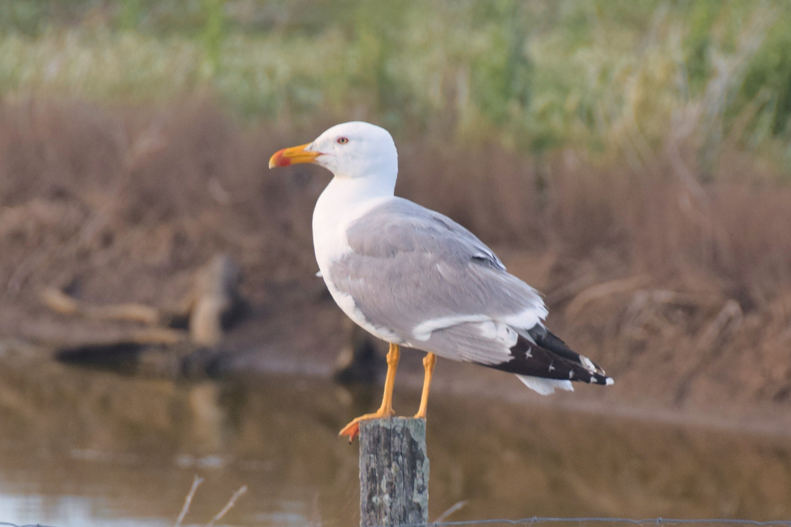 Ile_de_Re_Möwe_Zaunpfahl