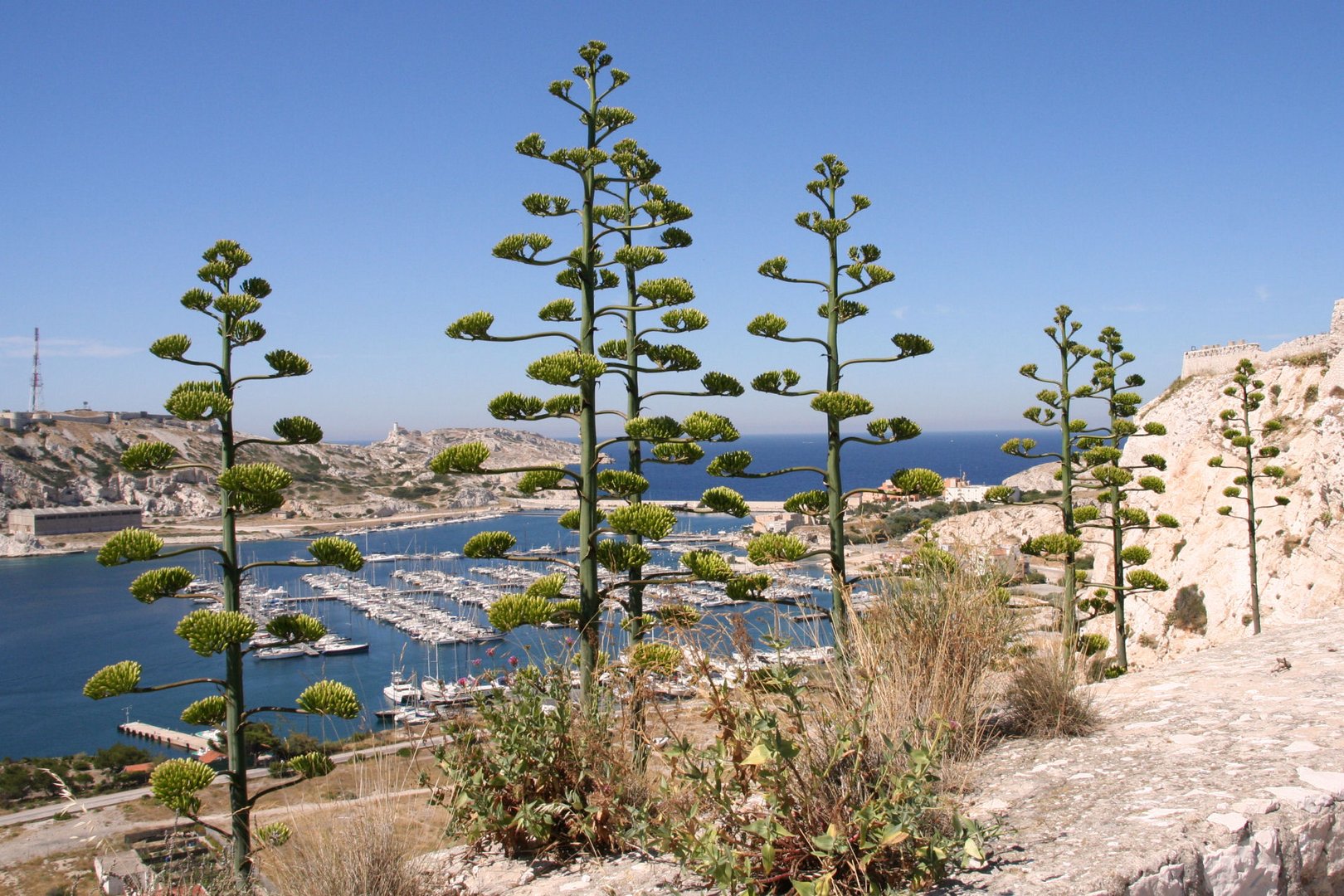 Iles du Frioul