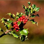 Ilex