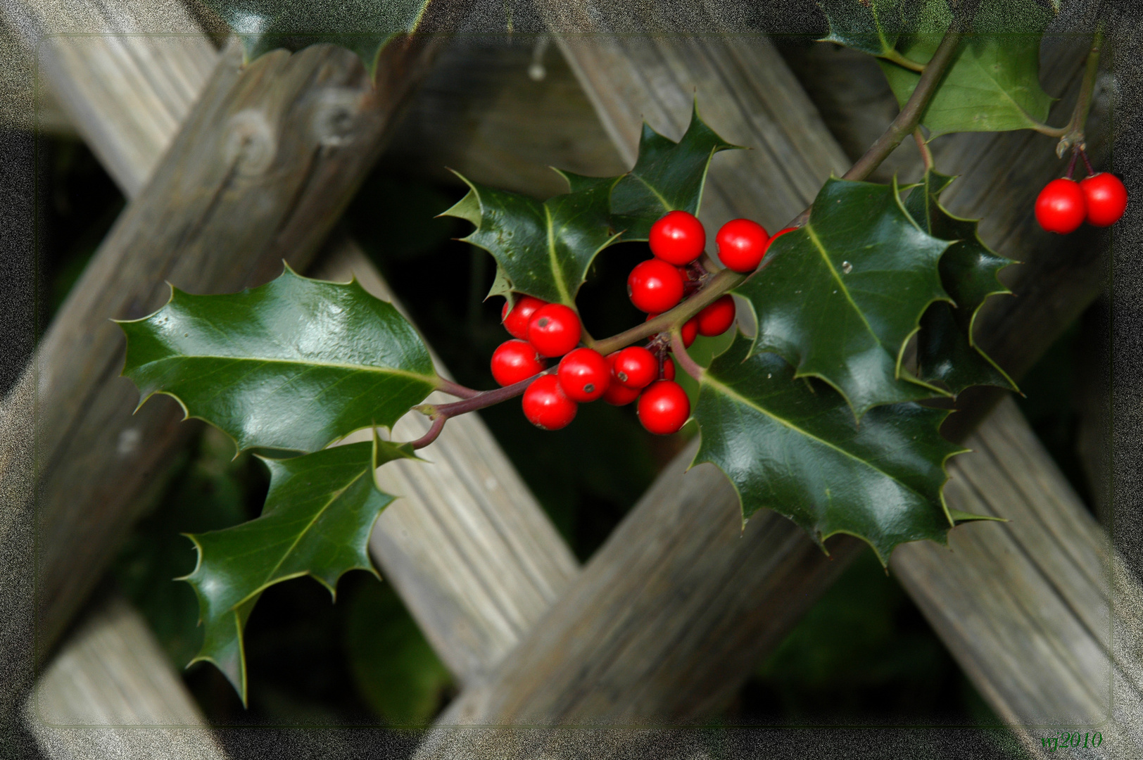 Ilex am Jägerzaun