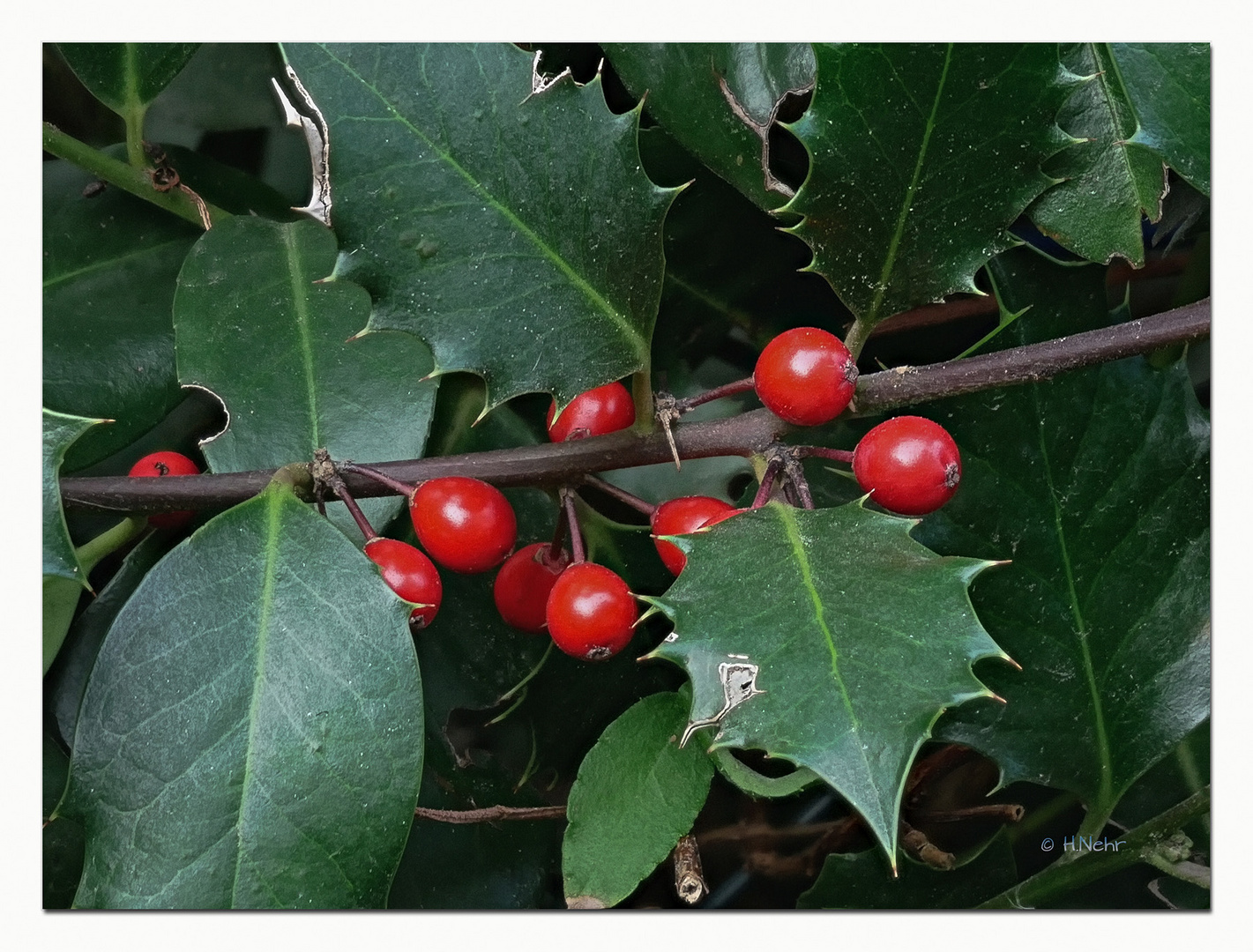 Ilex aquifolium