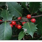 Ilex aquifolium