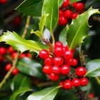 Ilex aquifolium