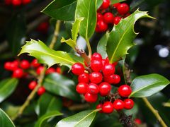 Ilex aquifolium