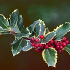 Ilex aquifolium