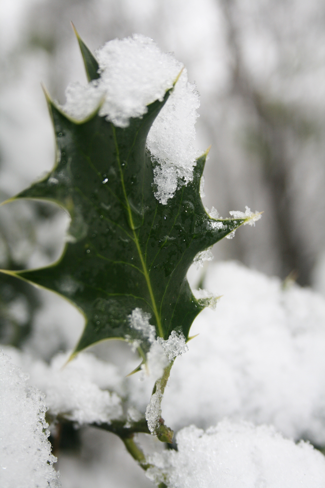 Ilex aquifolium, Schnee