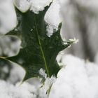 Ilex aquifolium, Schnee