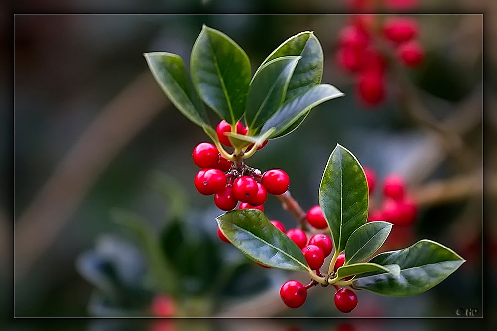 Ilex aquifolium (Stechpalme)