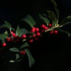 Ilex Aquifolium (van Tol)