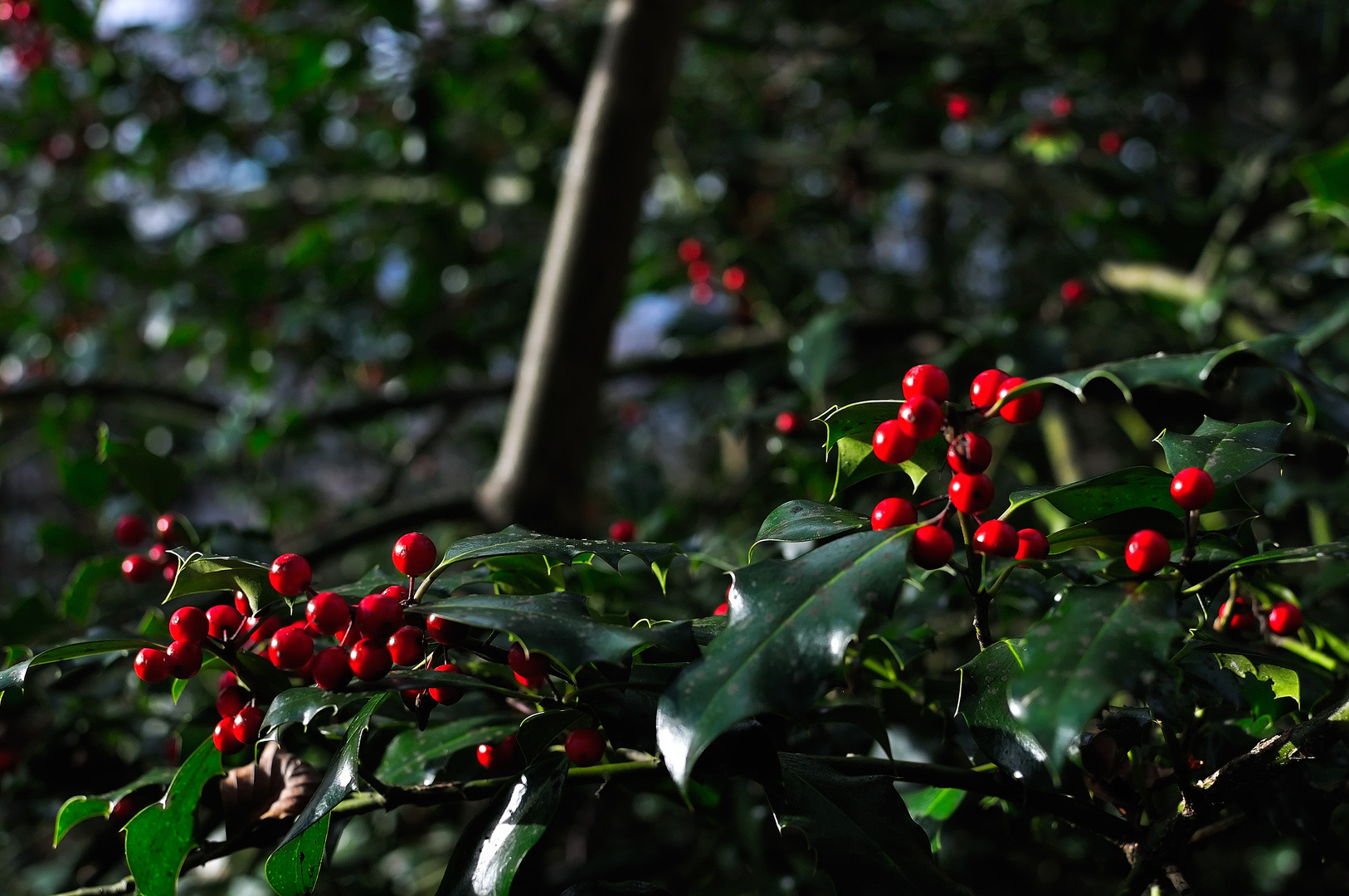 Ilex Autumn - Stechpalmen Herbst