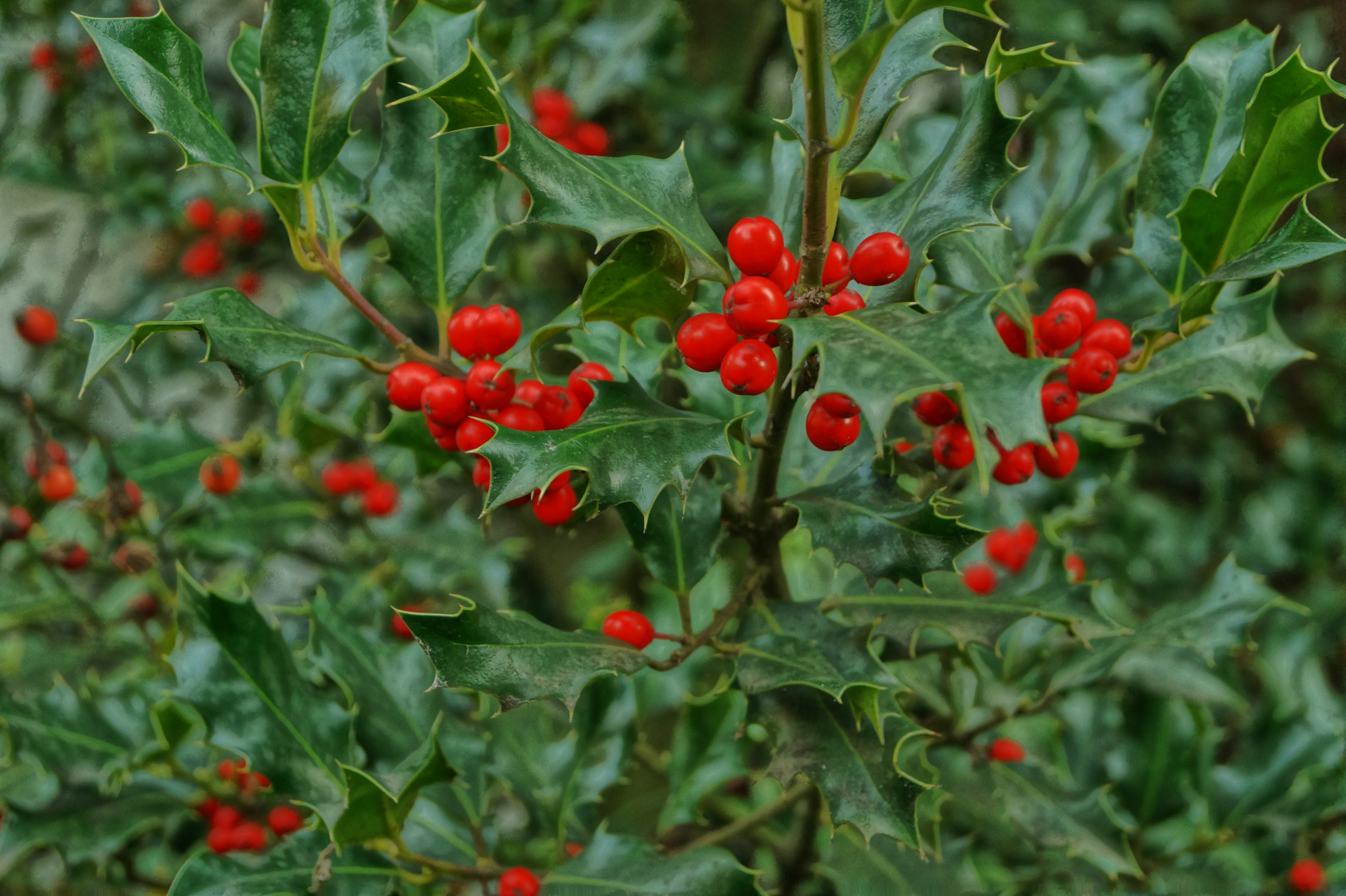 Ilex-Beeren ...