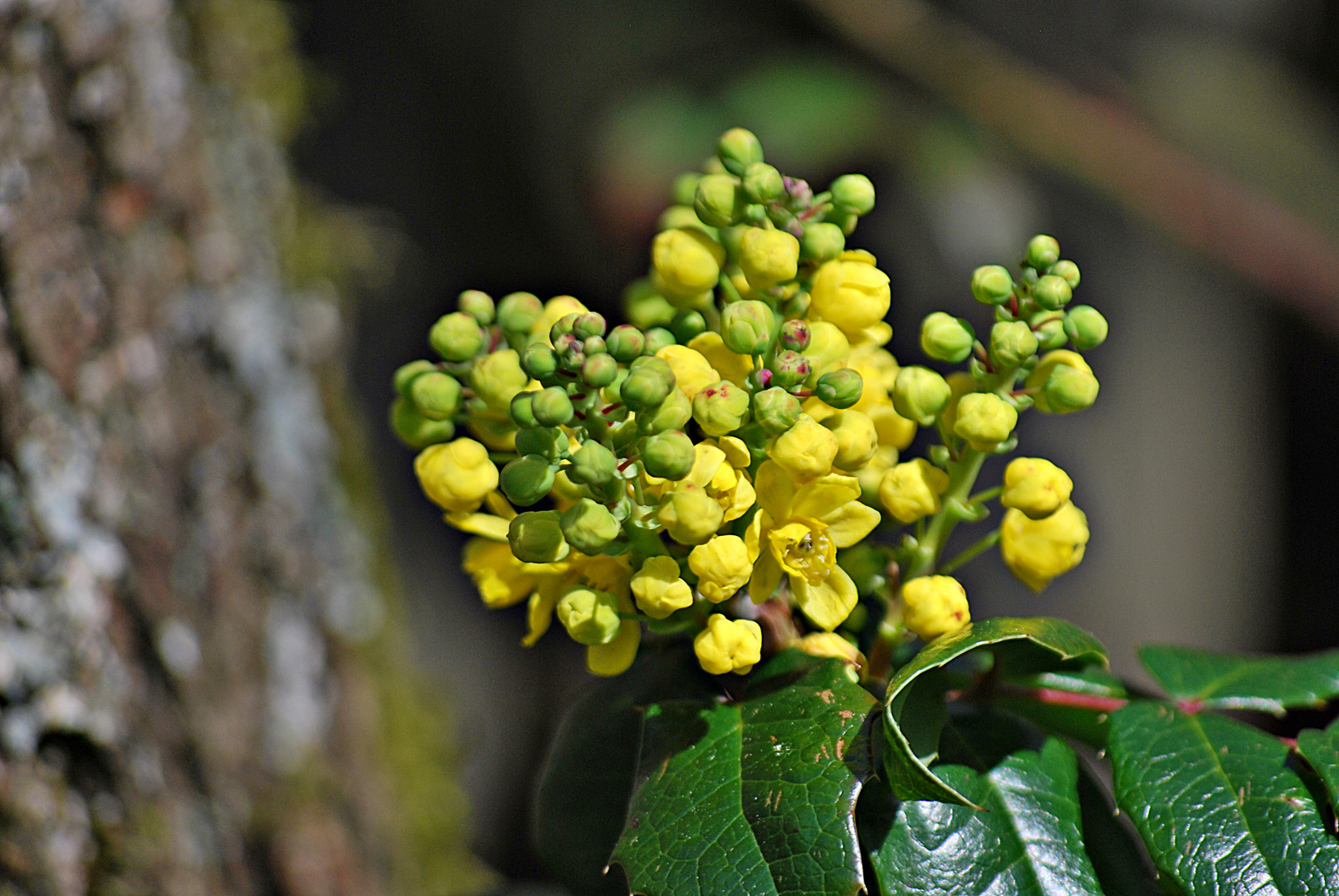 Ilex-Blüte...