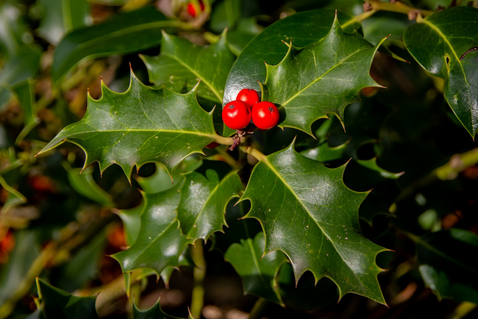 Ilex