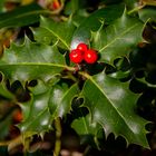 Ilex