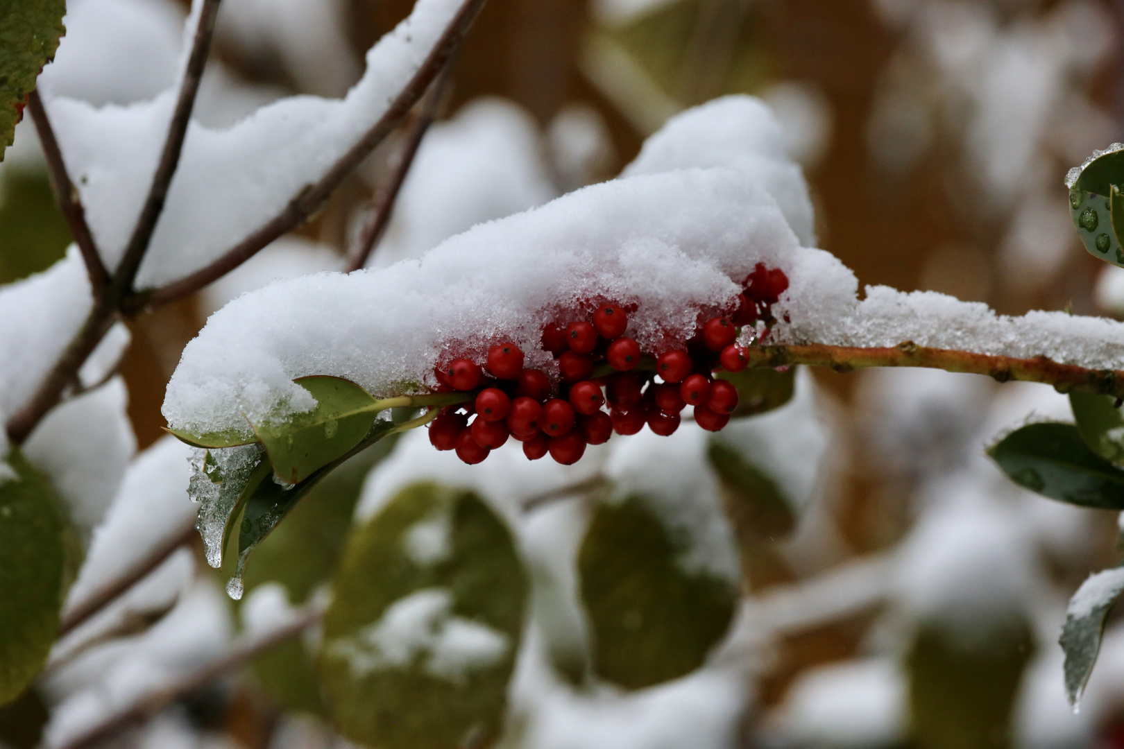 Ilex: Farbtupfer im Winter