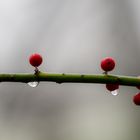 Ilex horizontal im Regen