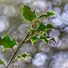 Ilex im Licht