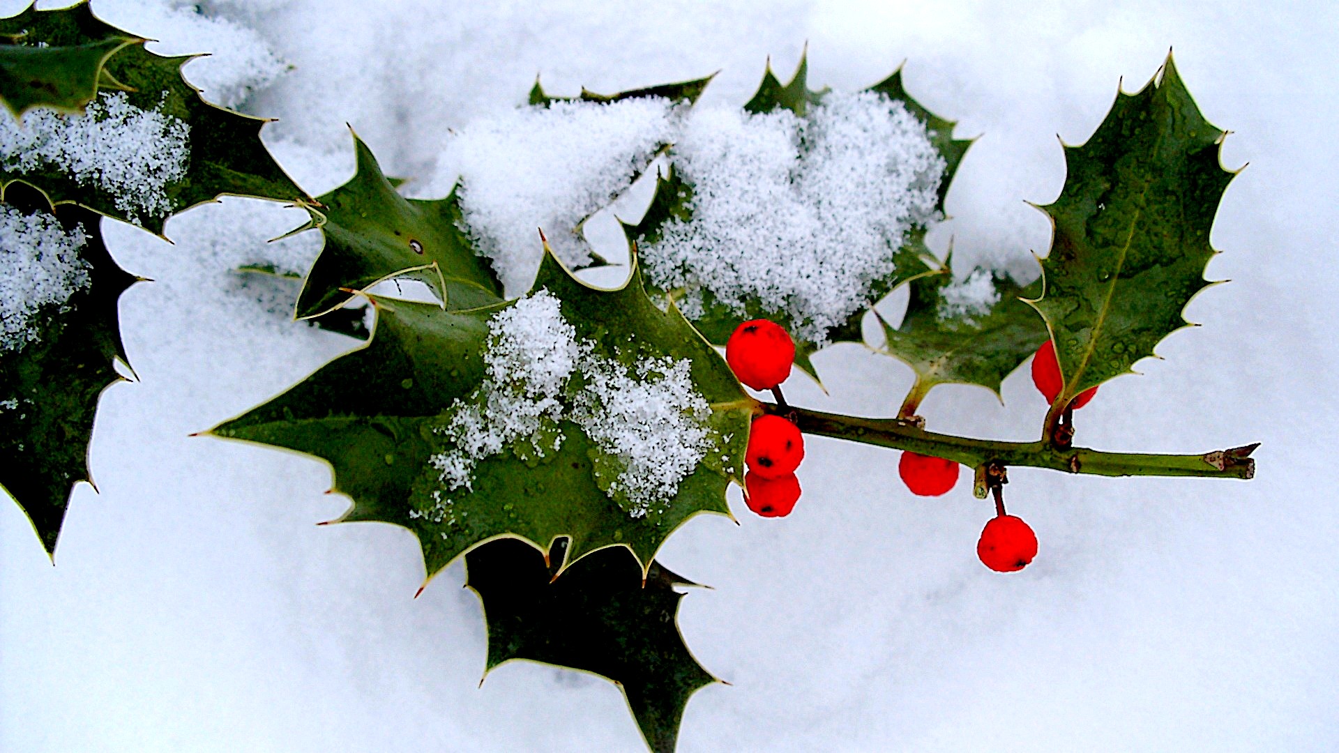 Ilex im Schnee