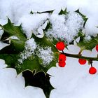 Ilex im Schnee