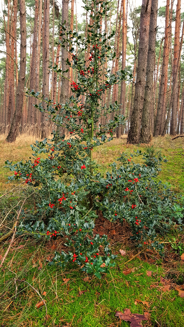 Ilex im Wald