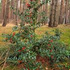 Ilex im Wald