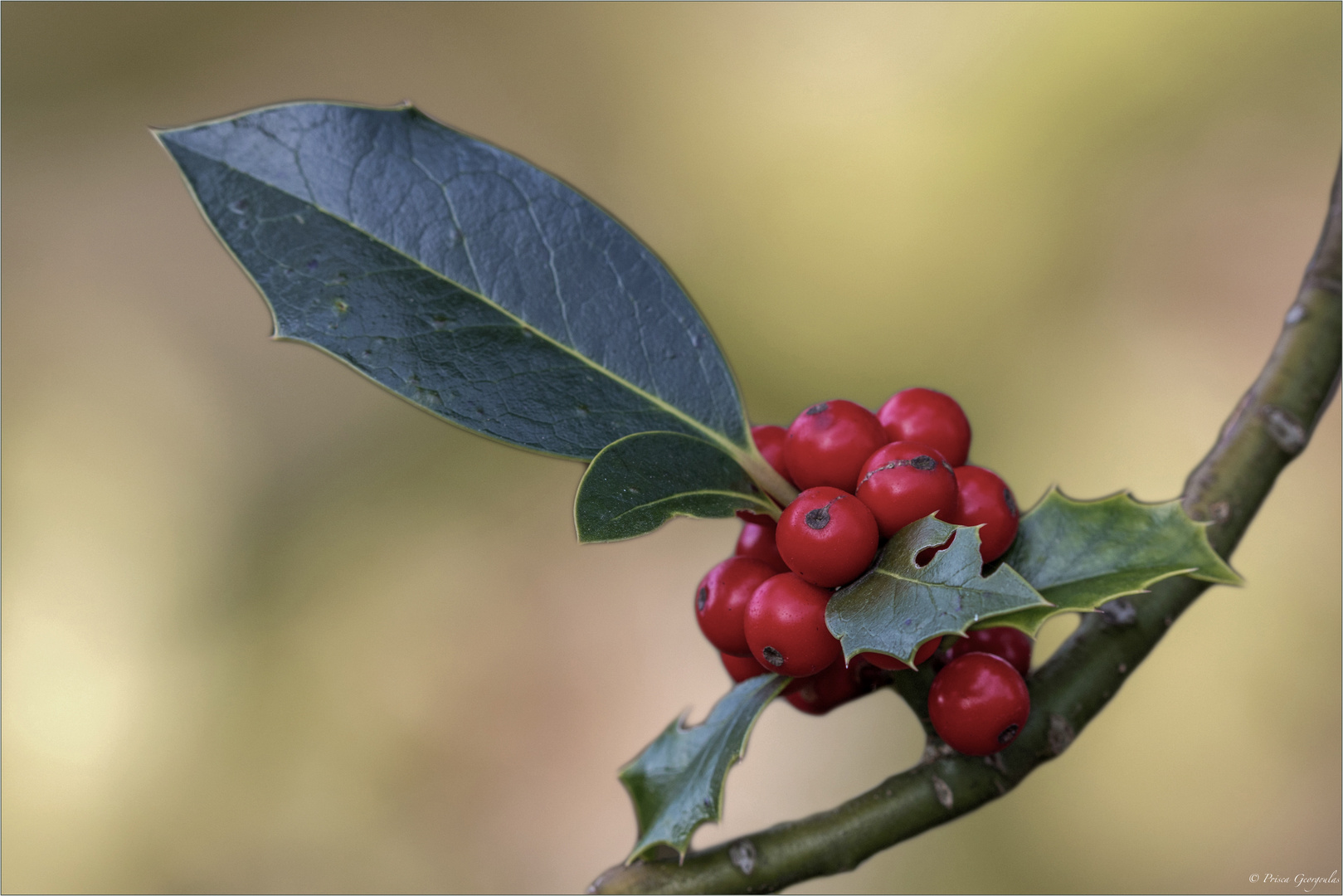 Ilex mit Beeren ...