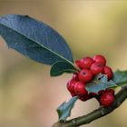 Ilex mit Beeren ...