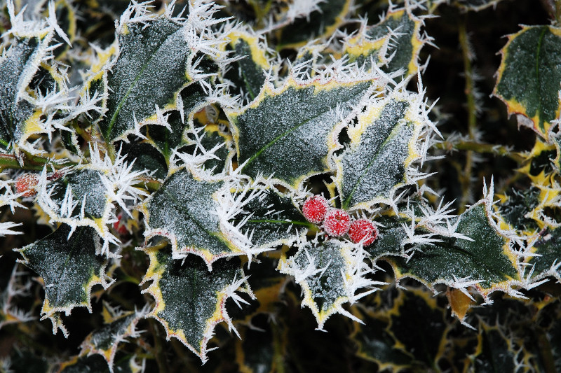 Ilex oder Stech-Palme in Farbe