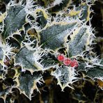 Ilex oder Stech-Palme in Farbe