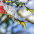 ILEX ... sorgt für rote Farbtupfer im Winterwetter